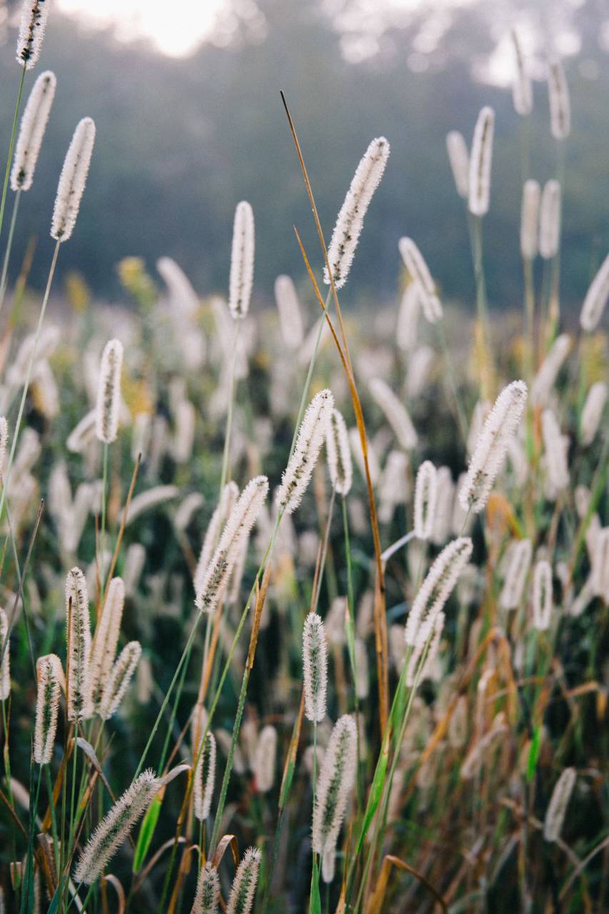 al aire libre, bokeh, campo, césped, verde,