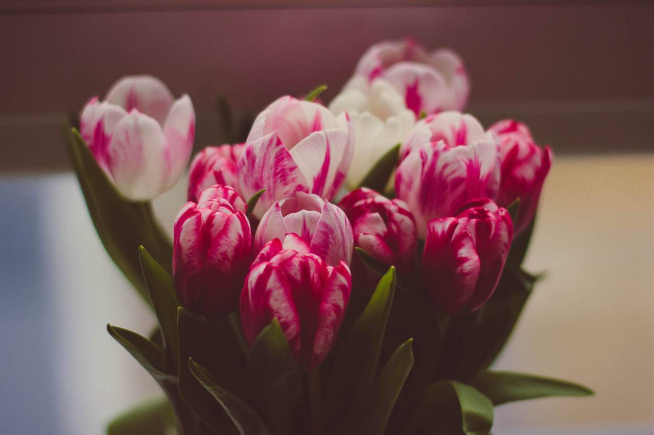 green, leaf, plant, nature, blur, pink, white, petal, flower
, 