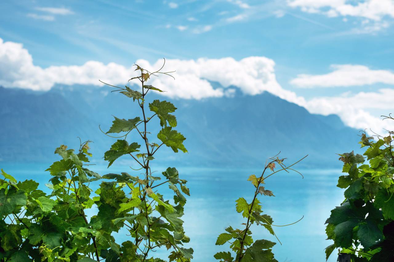 Verde, plantas, vid, naturaleza, cielo, nubes, montaña, vista, océano, azul, mar,