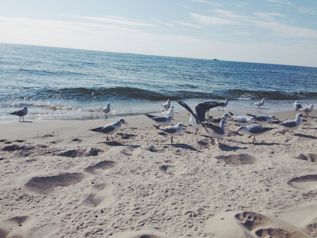 gulls, beach, sea, blue, water, waves, shore
, 