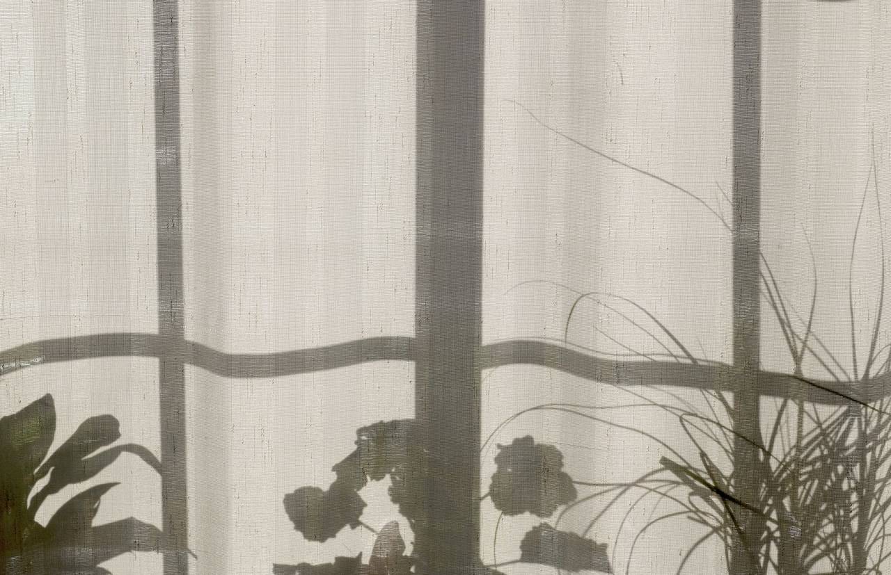 Casa, hogar, plantas, cortina, ventana, sombra,