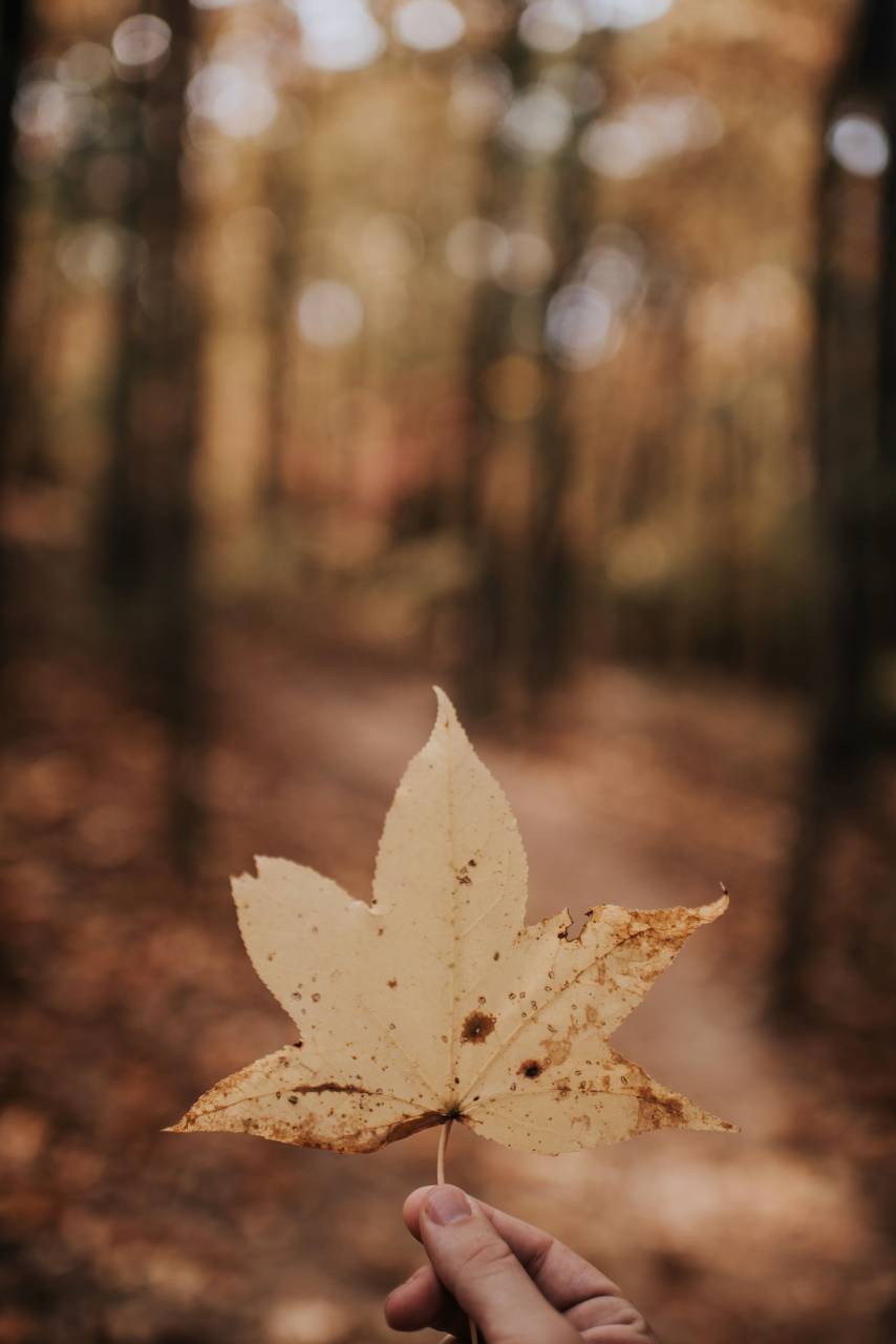 hoja, otoño, otoño, mano, bokeh,