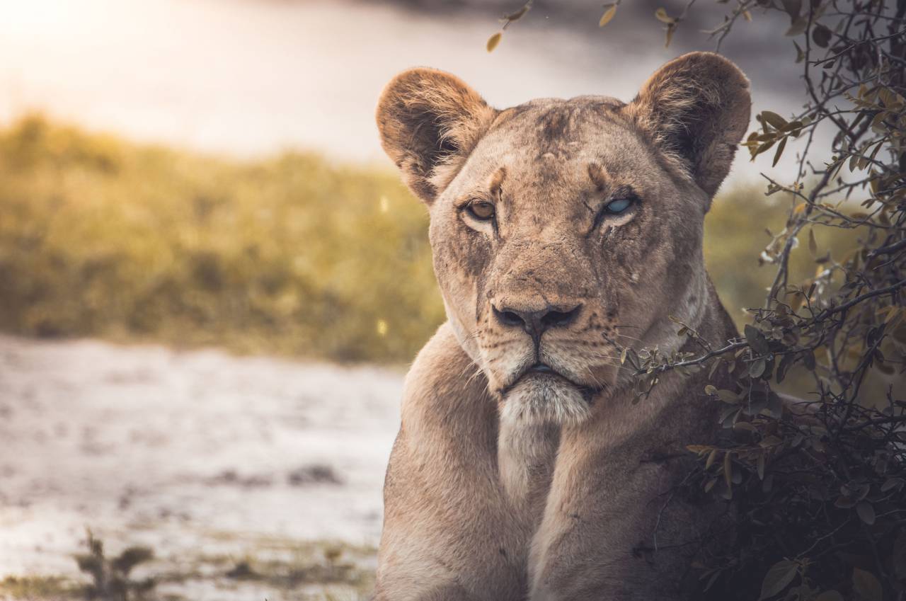 lion, animal, zoo, forest, wildlife, green, leaf, plant, blur
, 