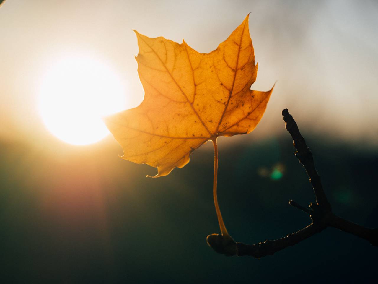 maple leaf, sunshine, sunset, nature
, 