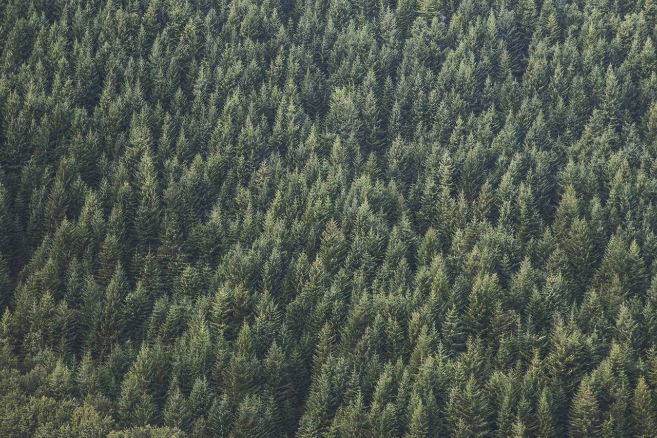 nature, forests, trees, rows, patterns, textures, aerial, green
, 