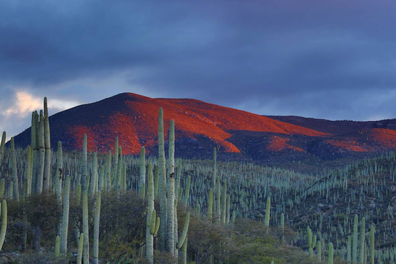 naturaleza, paisaje, montañas, pendiente, cumbre, picos, cactus, cielo, nubes, complemento, verde, naranja, púrpura,