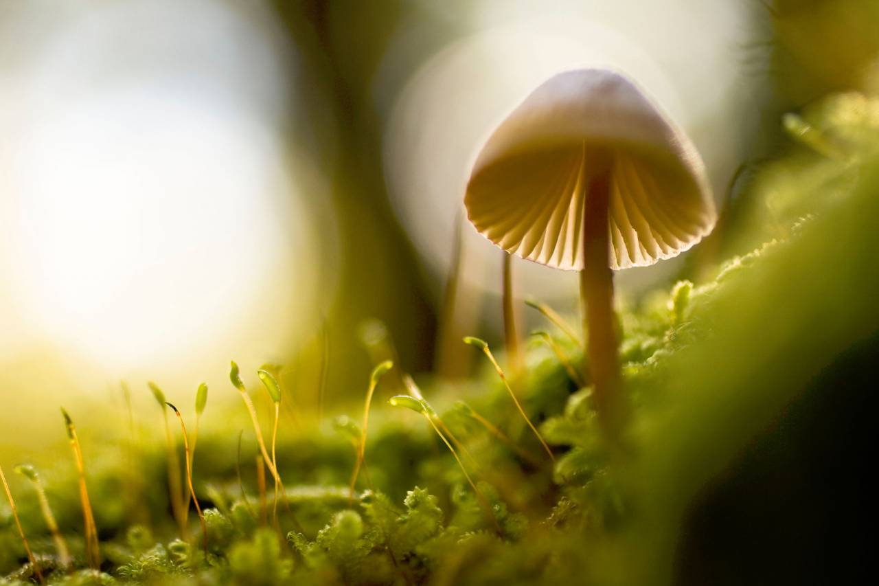 nature, macro, mushroom, plants, green
, 