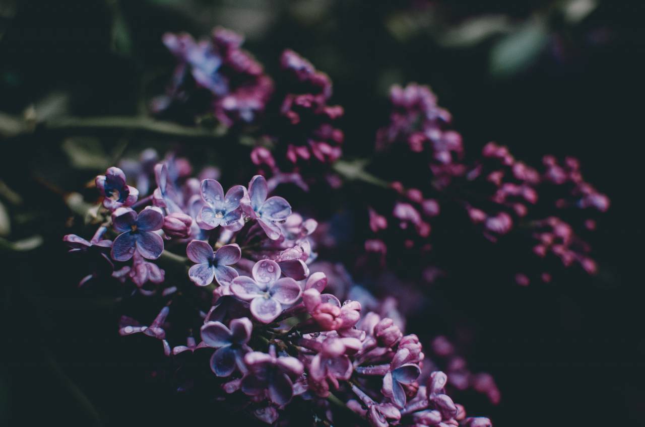 naturaleza, plantas, púrpura, flores, floración, jardín, desenfoque,