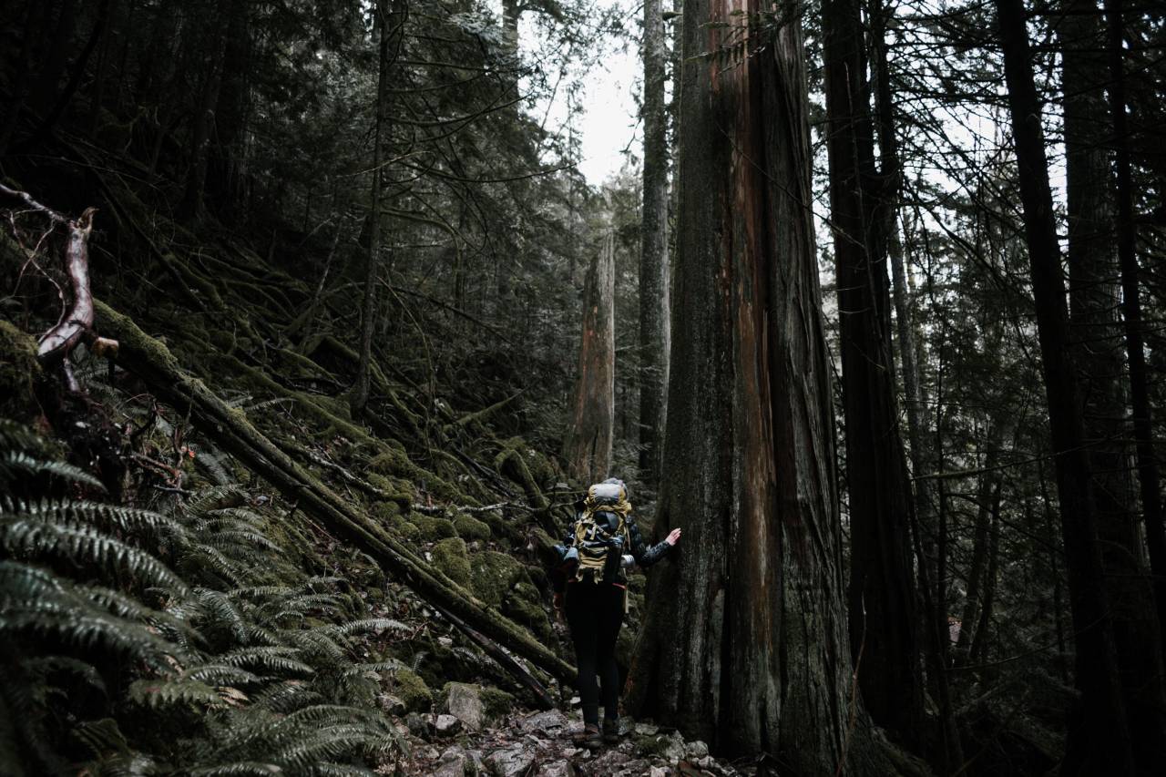 people, girl, woman, climbing, hiking, trek, trees, plant, mountain, landscape, outdoor, adventure, grass, forest, nature
, 
