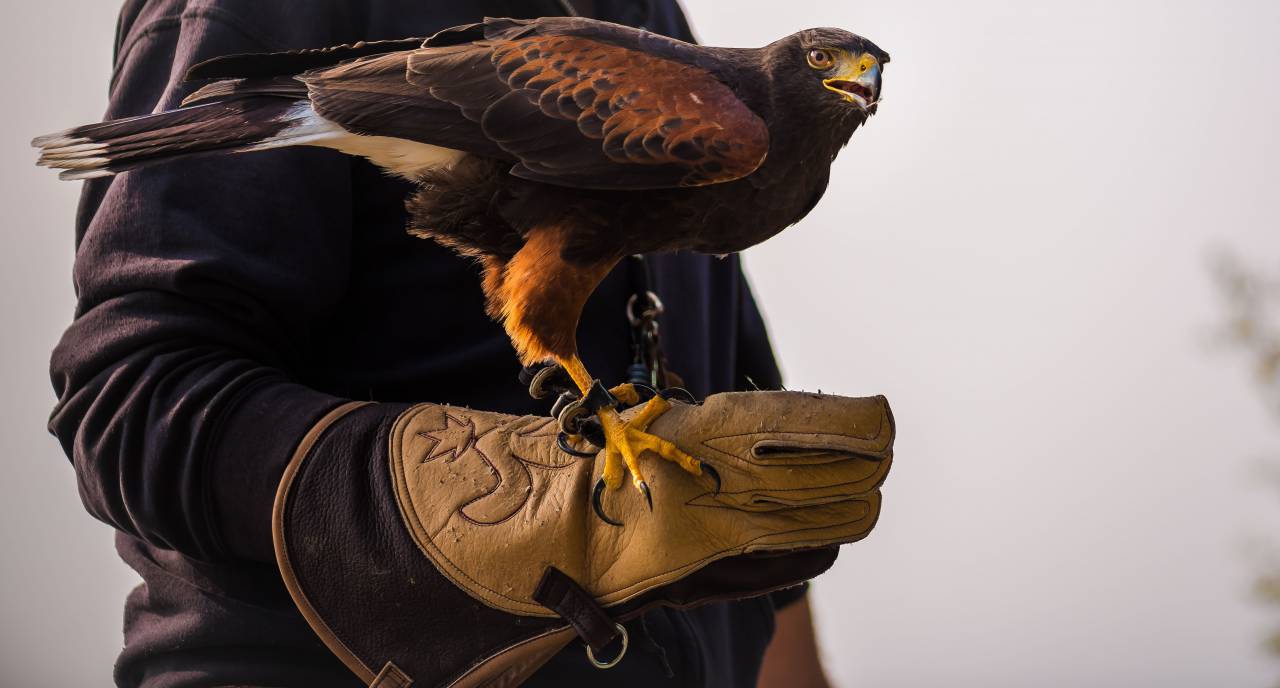 Gente, hombre, mano, águila, pájaro, animal, mascota,