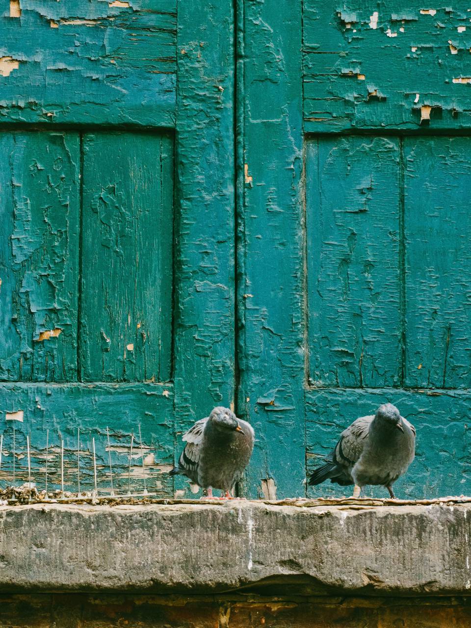 pigeon, dove, bird, animal, outside, wooden, door
, 
