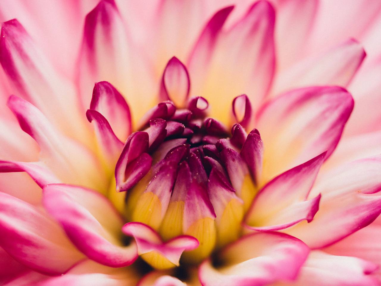 rosa, blanco, flor, naturaleza,