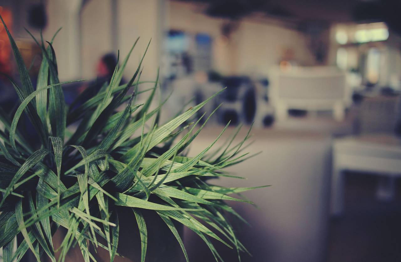 planta, adentro, cafe, borroso,