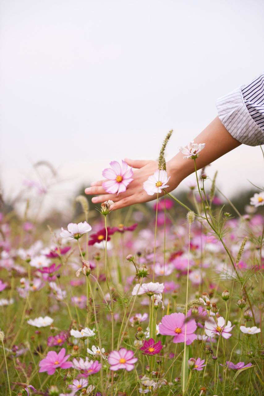 purple, flower, bloom, blossom, green, grass, outdoor, nature, garden, field, hand, palm, petal
, 