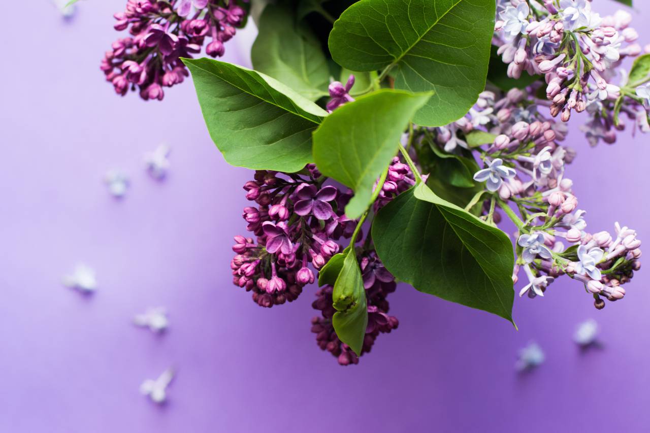 púrpura, flor, flor, flor, verde, hoja, pétalos,