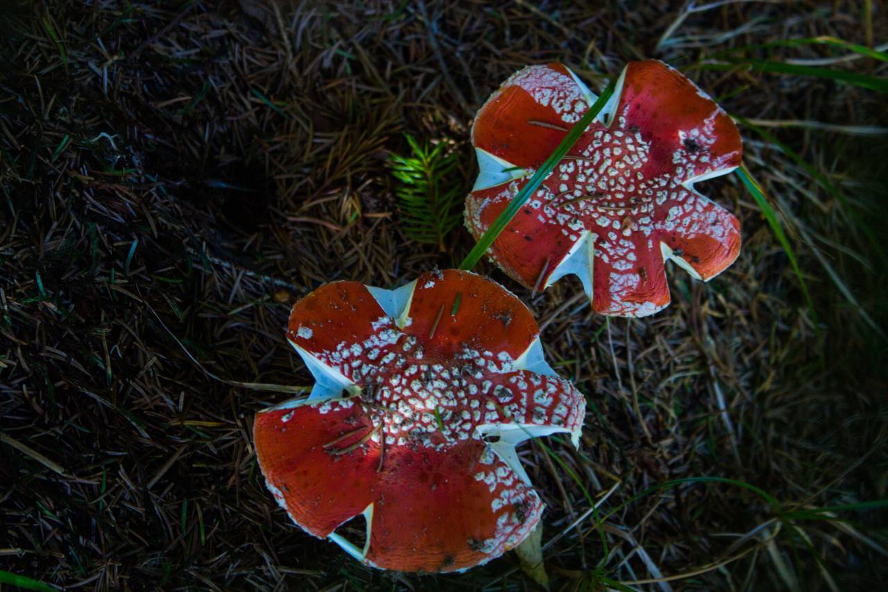 red, mushroom, willd, flower, white, green, grass, forest, fauna
, 