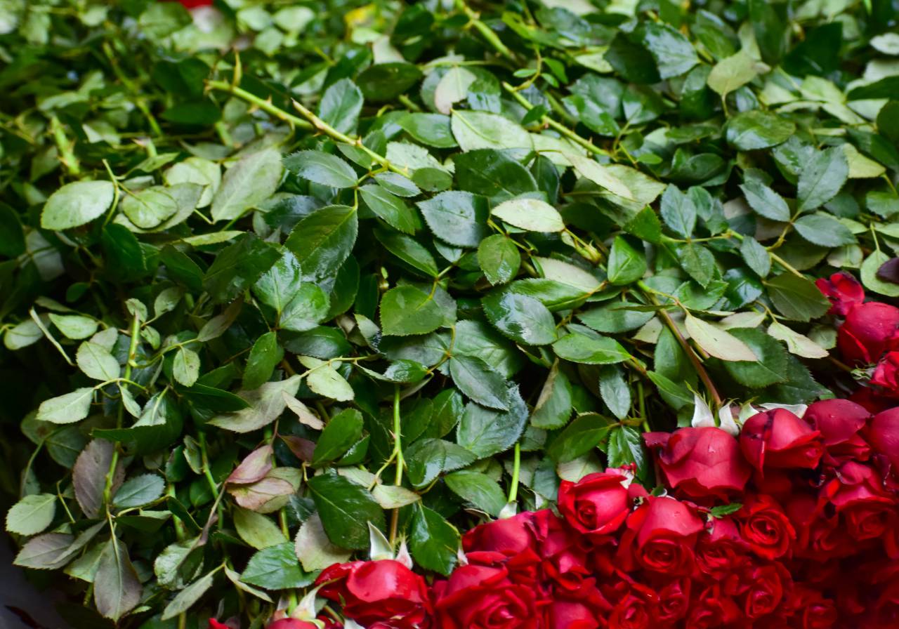 roses, rain, garden, leaves, red, green, natural, plants, vegetation, wet
, 