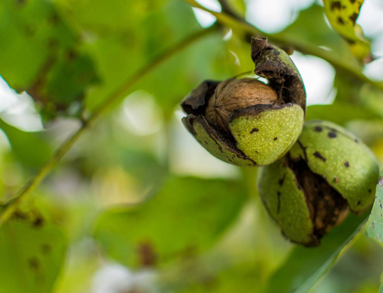 seasonal, harvest, agriculture, agricultural, natural, growth, farm, growing, orchard, nut, season, healthy, nutshell, botanical, background, fall, close, grow, cultivated, farming, shell, ripe, plant, produce, tree, health, walnut, closeup, su
, 