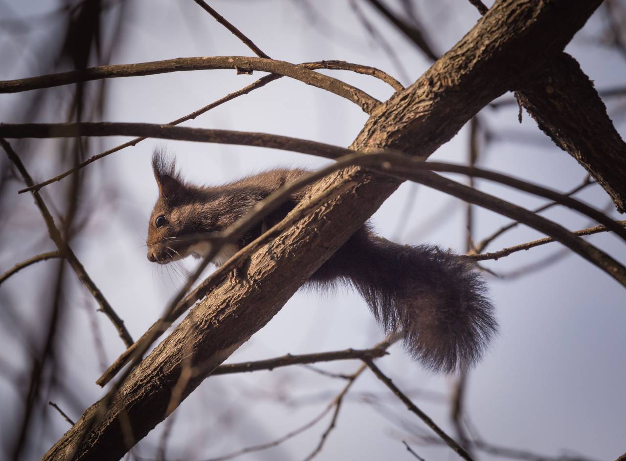 squirrel, animal, nature, trees, branch, woods
, 
