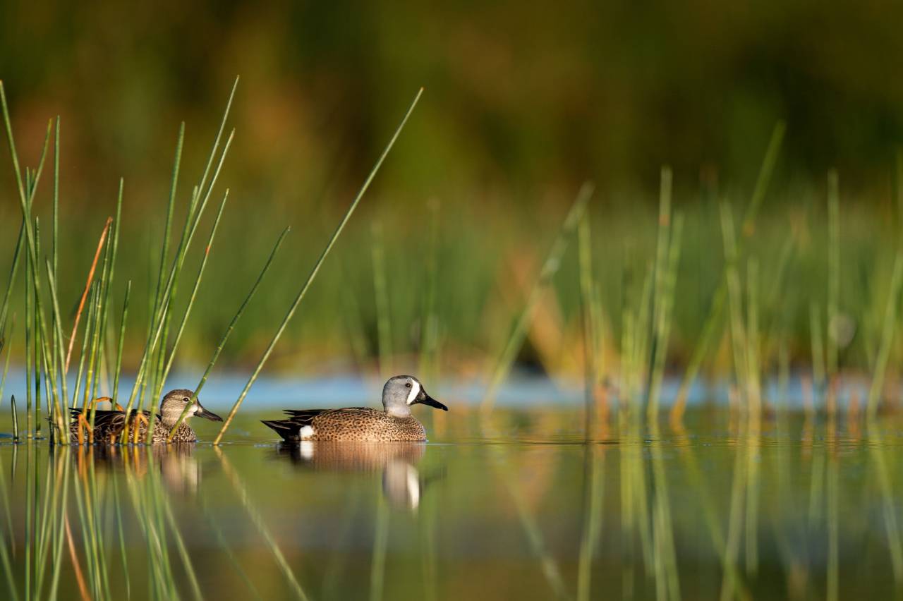 cisne, pico, pájaro, agua, río, lago, planta,