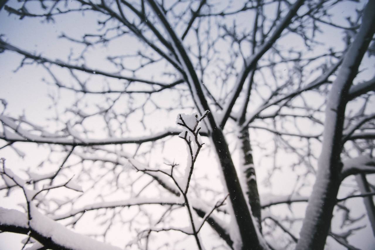 árvore, planta, galho, neve, inverno, frio,