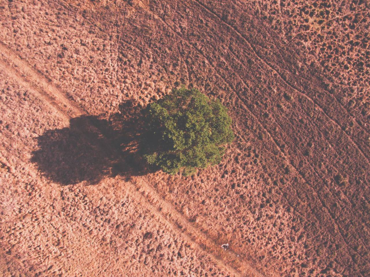tree, plant, nature, farm, land, field, dry, drought, sunny, day
, 