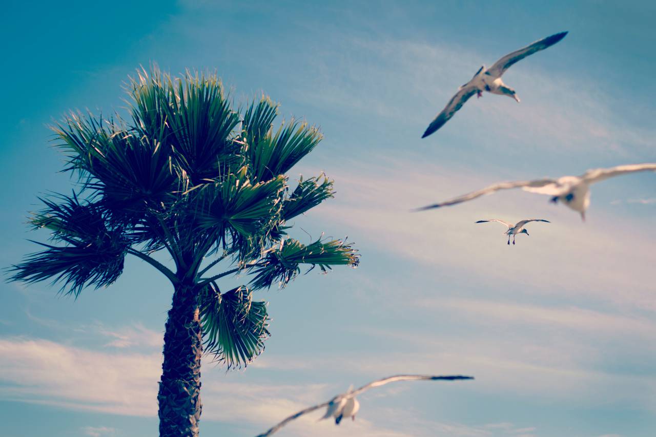 Árbol, plantas, pájaros, animales, mosca, naturaleza, azul, cielo, nubes,