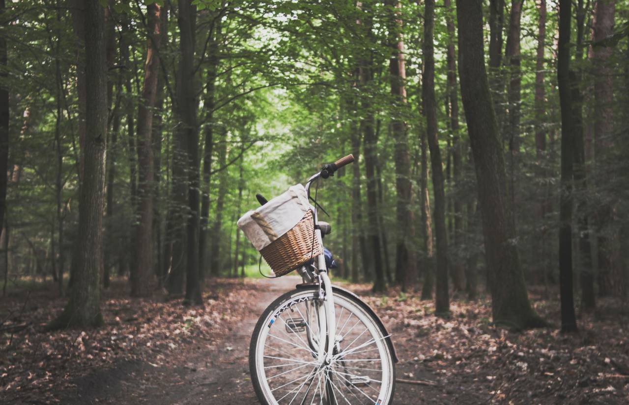 vintage, bike, forest, trail, hike, path, woods, trees, bicycle, transport, leaves, green, travel
, 