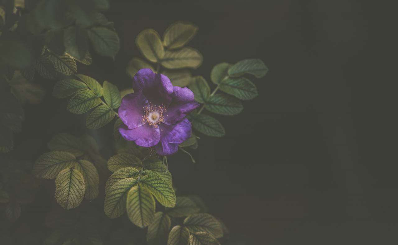 Violeta, flor, pétalo, flor, naturaleza, planta, jardín, oscuro, jardín,