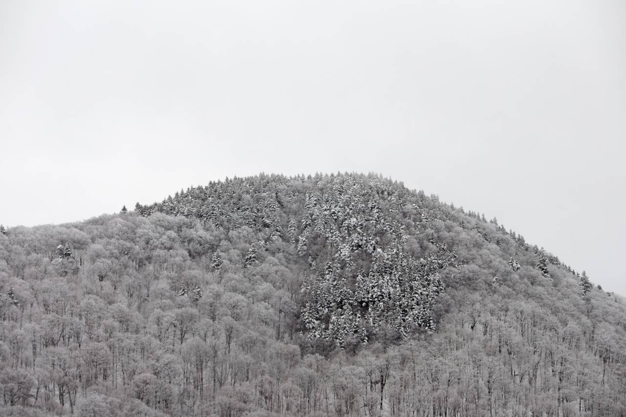 Invierno, paisaje, montañas, árboles, gris, monocromo, frío, nieve, bosque, cielo, papel tapiz, fondo, medio ambiente, clima,