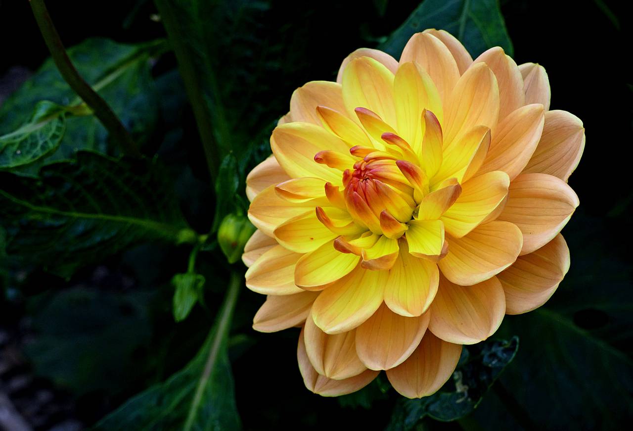 yellow, flower, close up, garden, fresh, nature, outdoors, colorful, bright, flower pedals, organic, natural, plants, vegetation, beautiful
, 