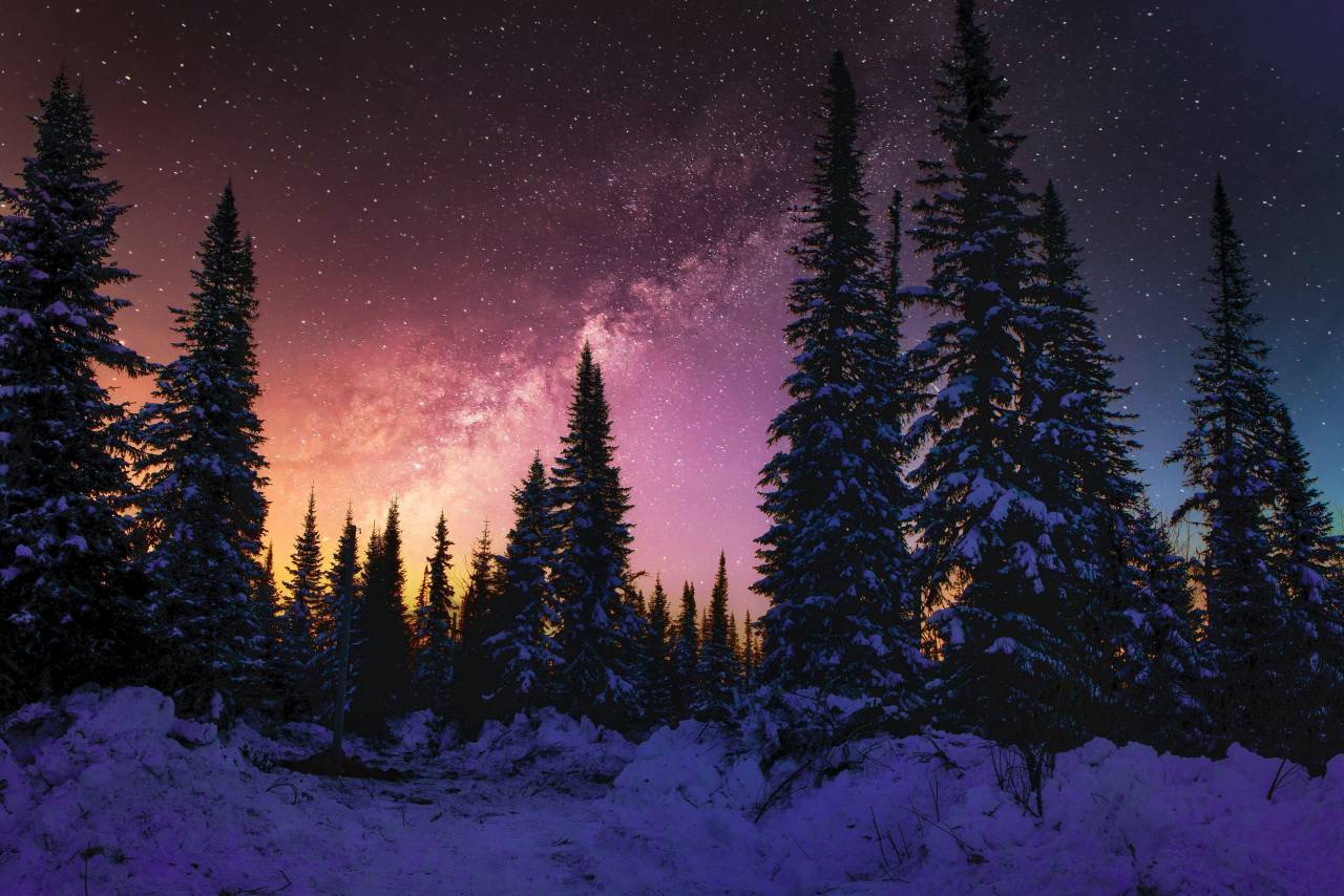 pine, pine forest, snow, dawn, sky, stars, 
