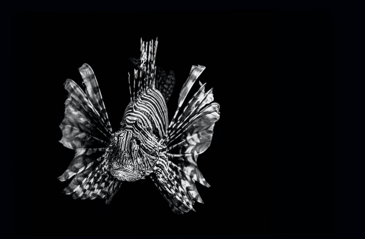 pez león;blanco y negro,animal,naturaleza,bajo el agua,peces,primer plano,