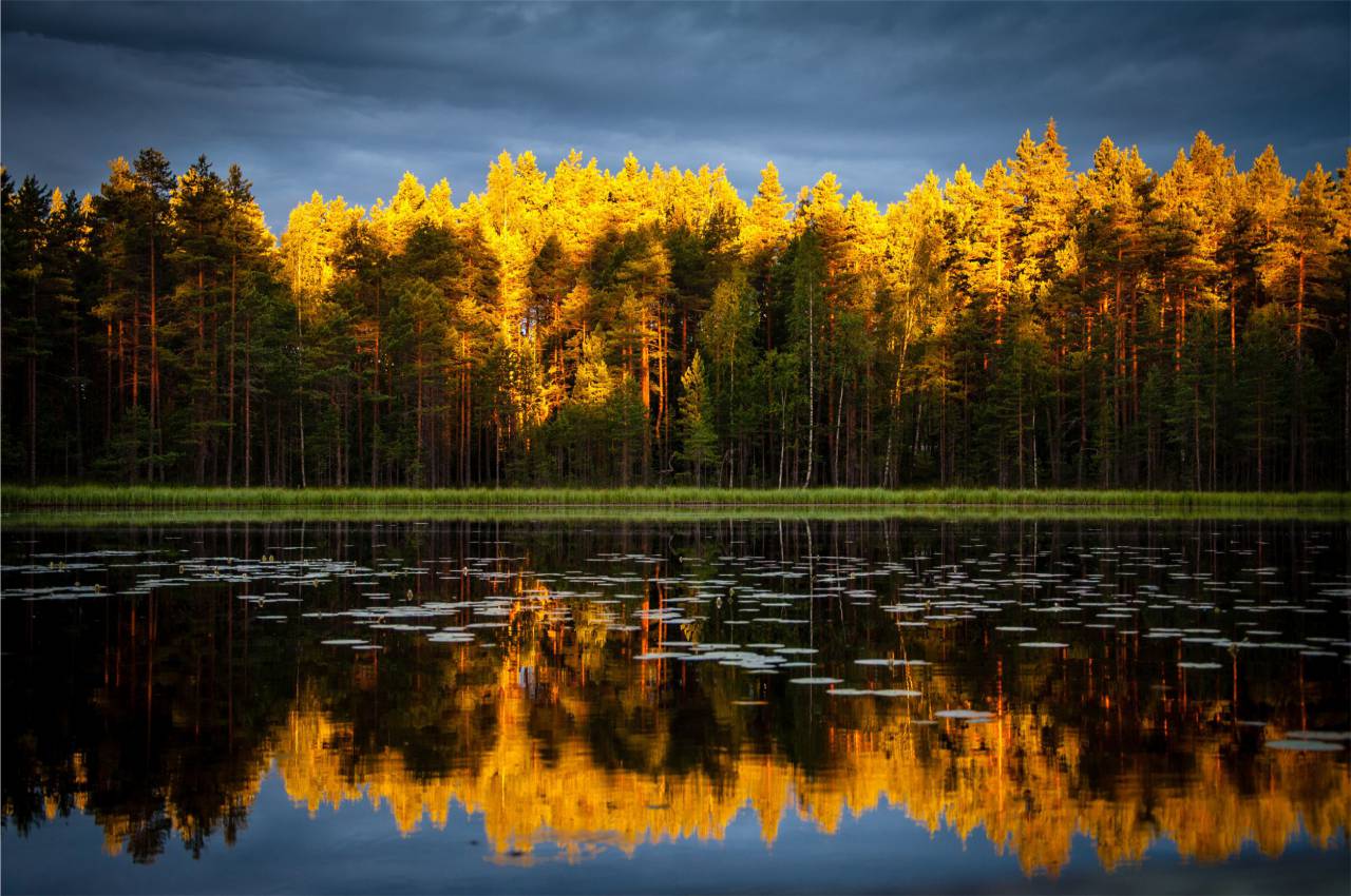 outono, árvores, floresta, lago, água, reflexão, nublado, escuro, nuvens,