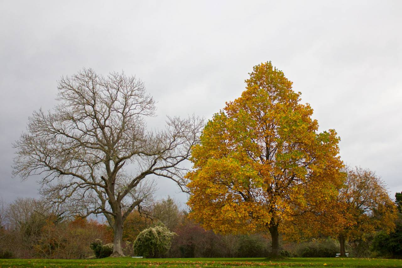 Otoño, árboles, hojas, hierba, parque, naturaleza,