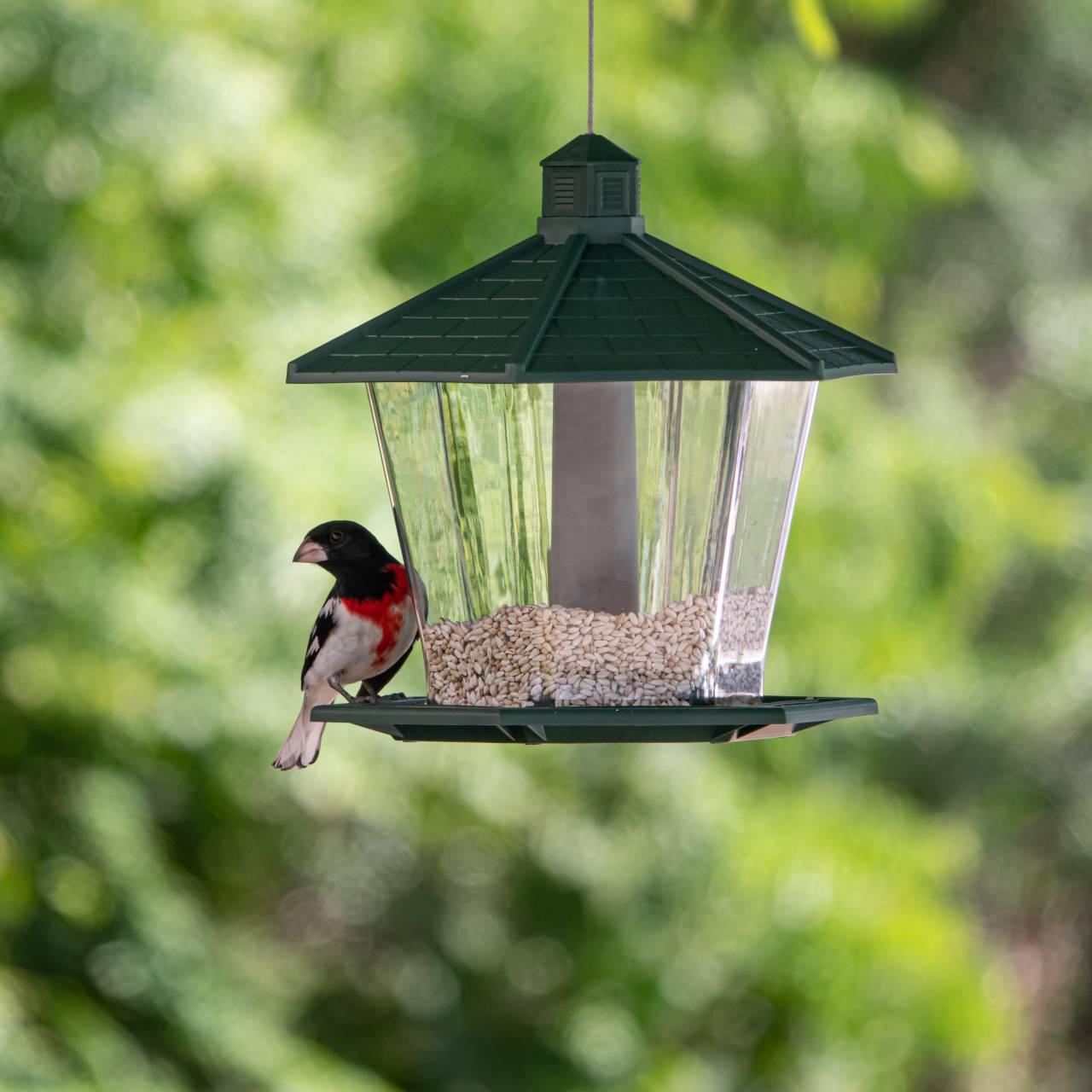 bird, feeder, nature, seed, food, animal, wildlife, colorful, beak, feathers, wings, perched, eating, hungry, sitting
, 