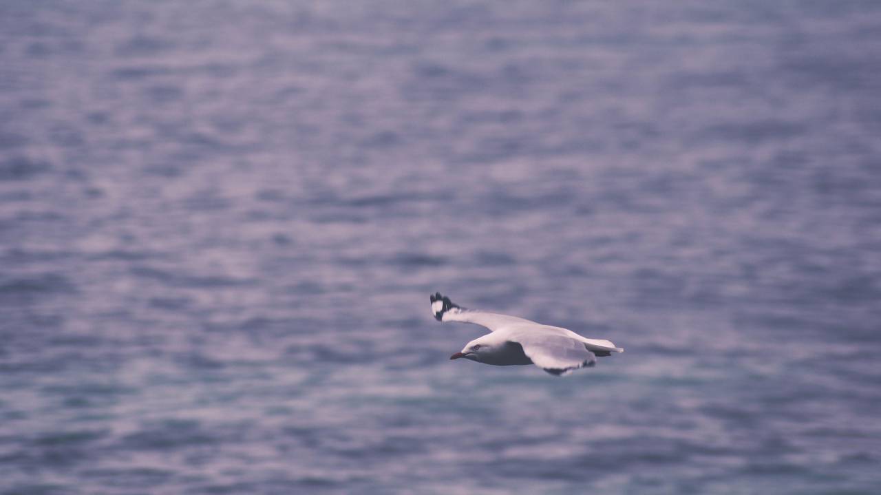 pájaros, vuelo, alas, animales, agua, océano, mar,