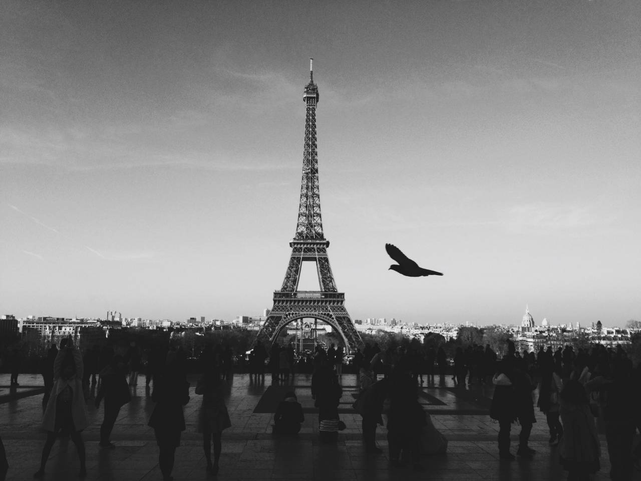 En blanco y negro, París, Francia, la torre Eiffel, el pájaro, la gente, los peatones, el cielo, el vuelo, la ciudad, los edificios,