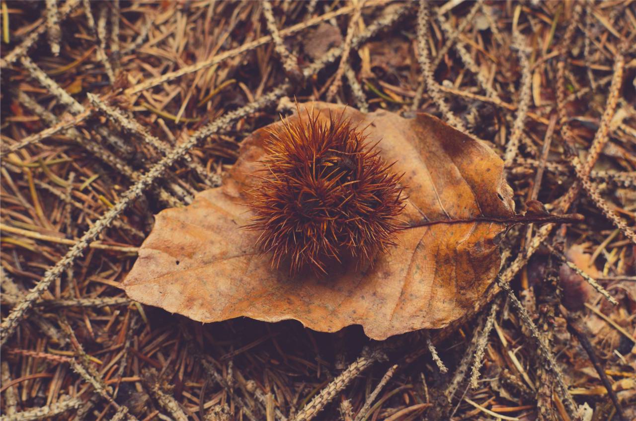marrón, hoja, tierra, palos, naturaleza,