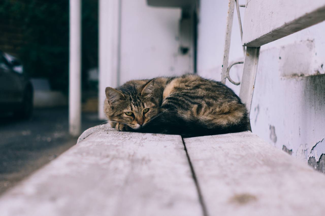 gato, animal, descanso, acero, banco, fuera, coche, difuminar,