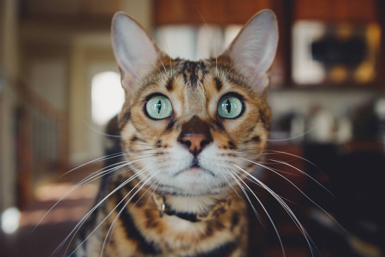 gato, gatito, animal, mascota, interior, casa,