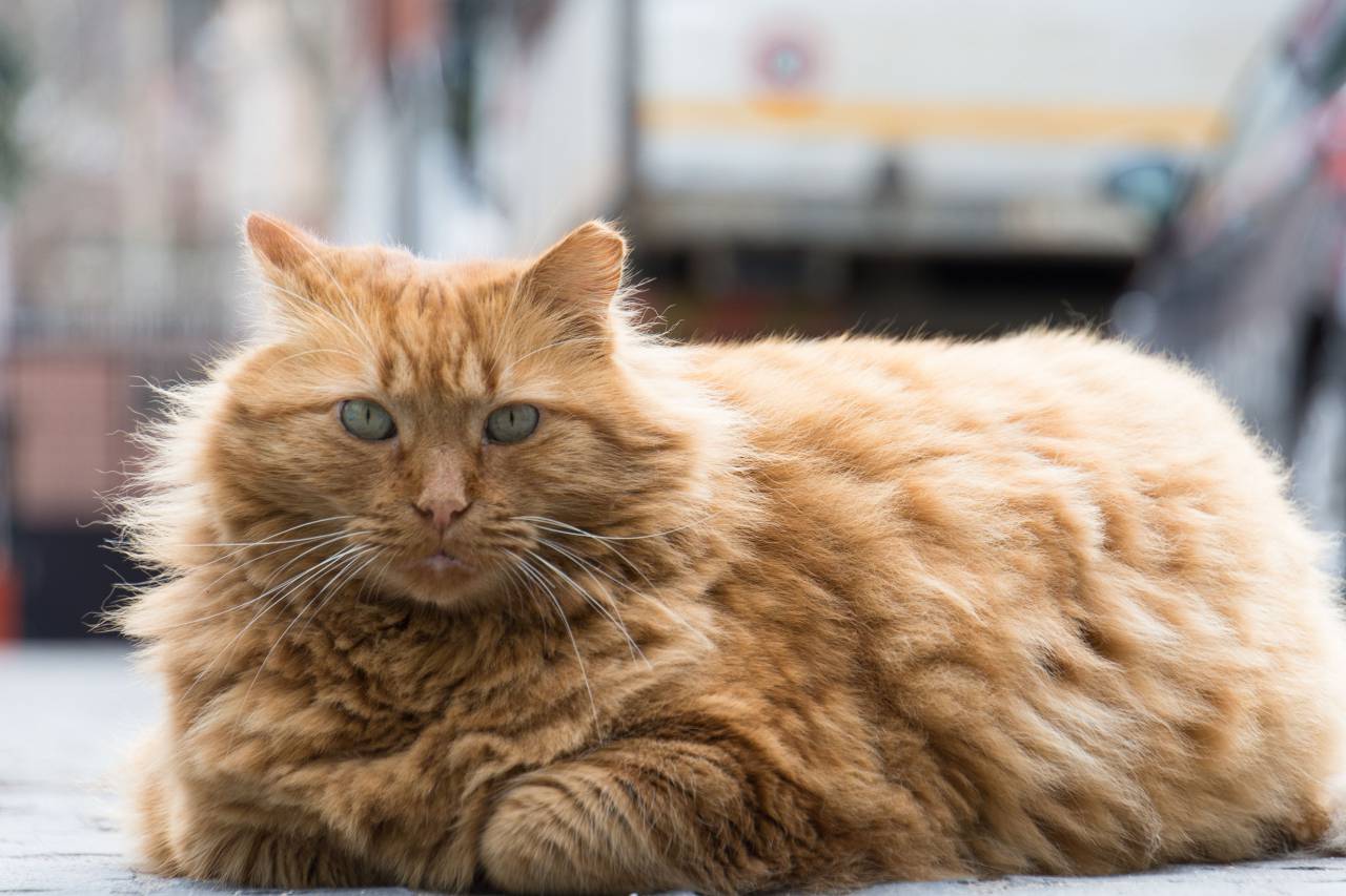 cat, red, sitting, laying, camera, big
, 