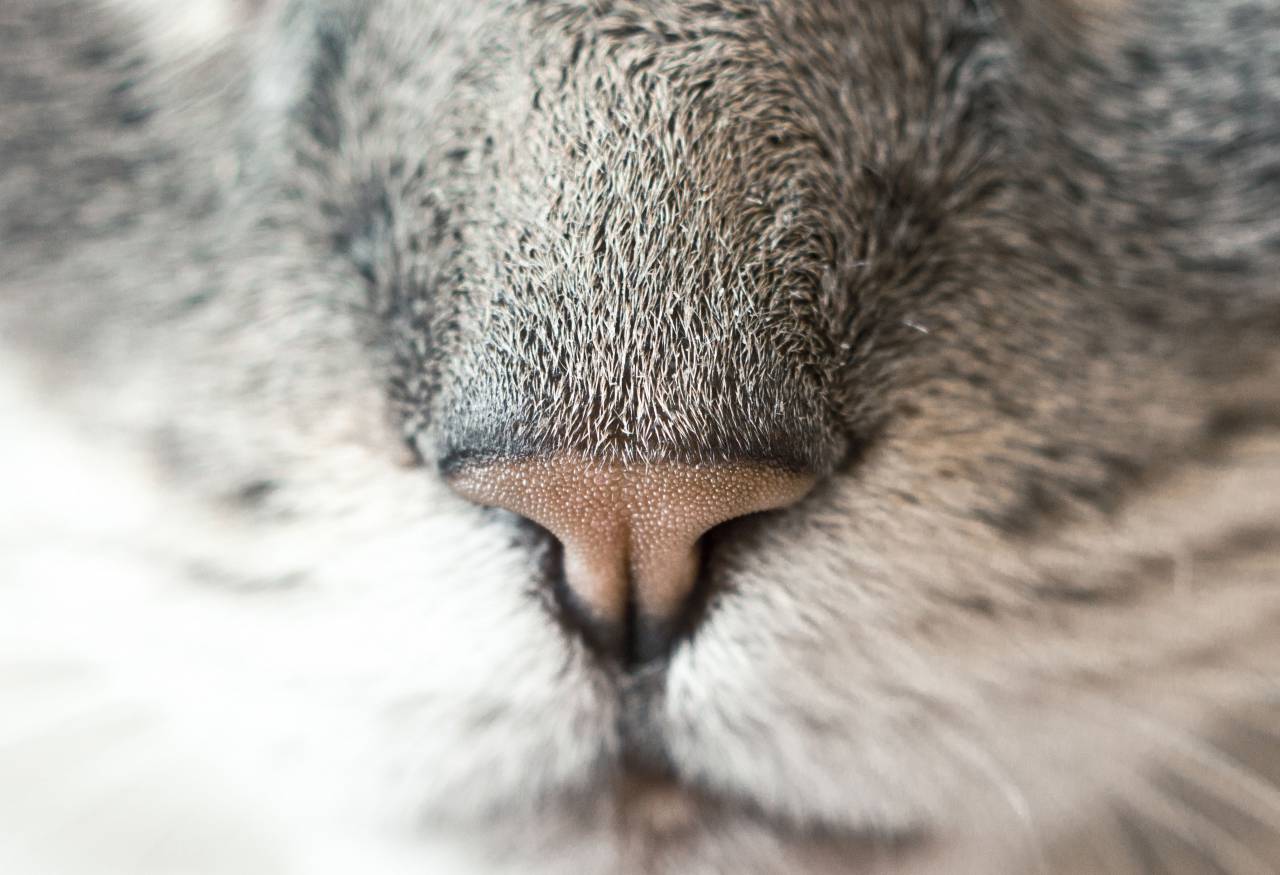 primer plano, gato, nariz, animal, felino, piel,