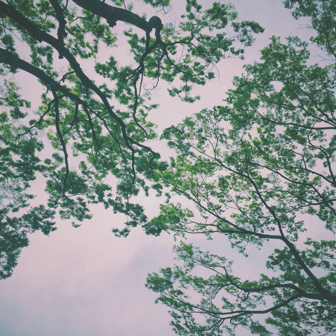 Nube, cielo, verde, árboles, rama, naturaleza, plantas,