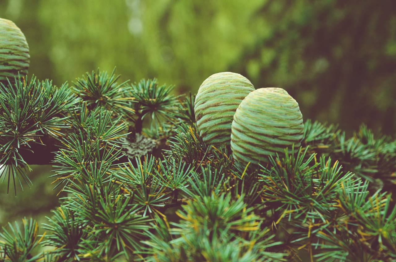 conifer cone, pine, green, leaf, plant, nature, garden
, 