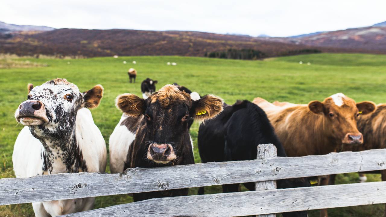cow, cattle, animal, farm, field, green, grass, livestocks, highland, wood, fence
, 