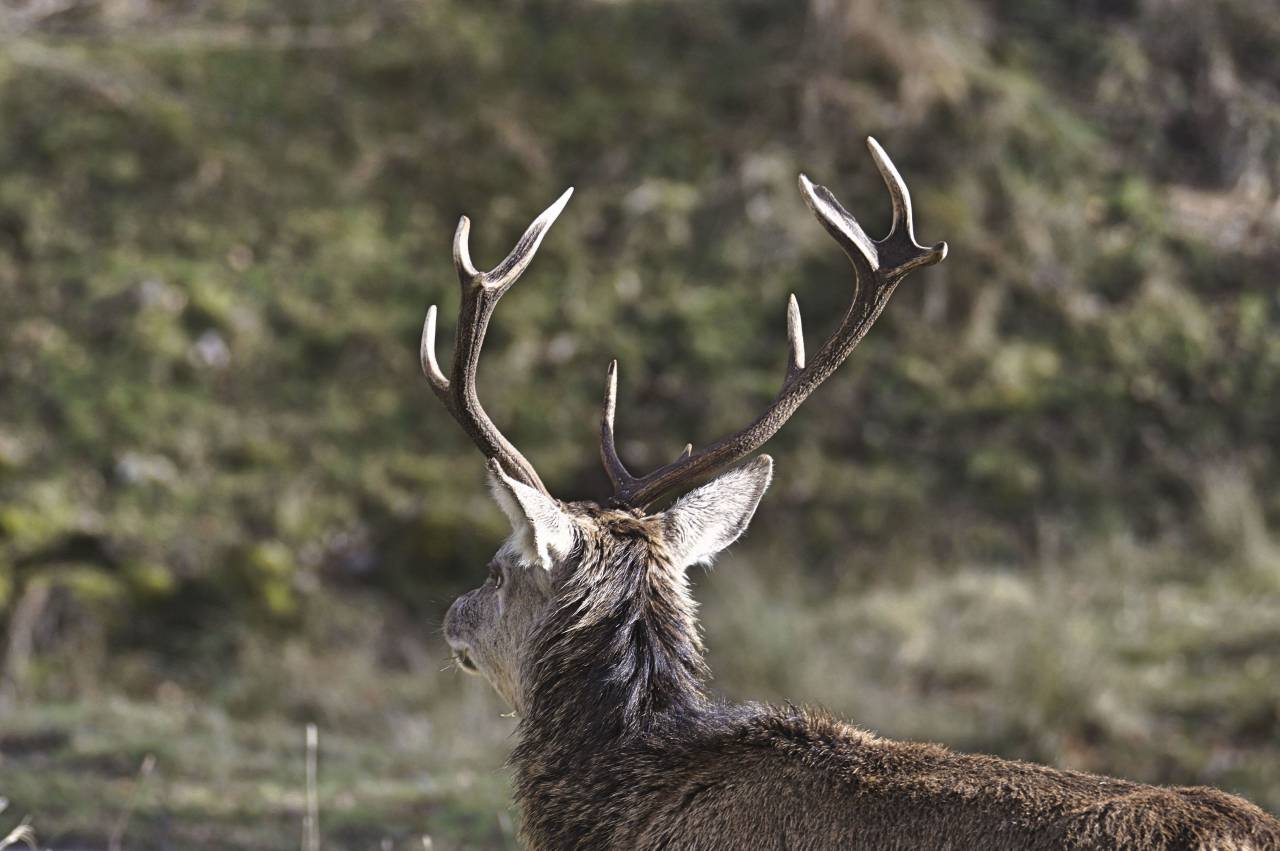 deer, animal, tree, plant, nature, leaves, fall, forest, wildlife
, 