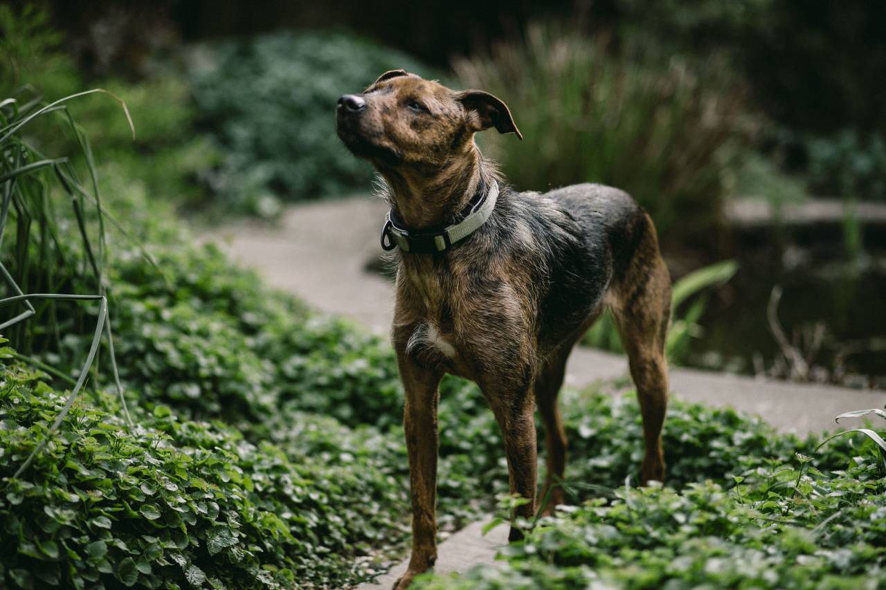 dog, animal, pet, green, grass, outside, plant, nature
, 