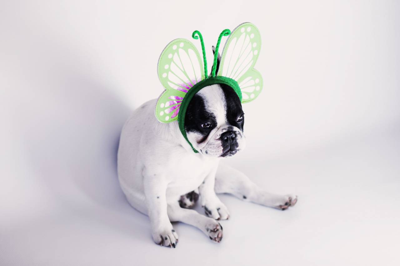 cachorro, animal de estimação, animais, triste,