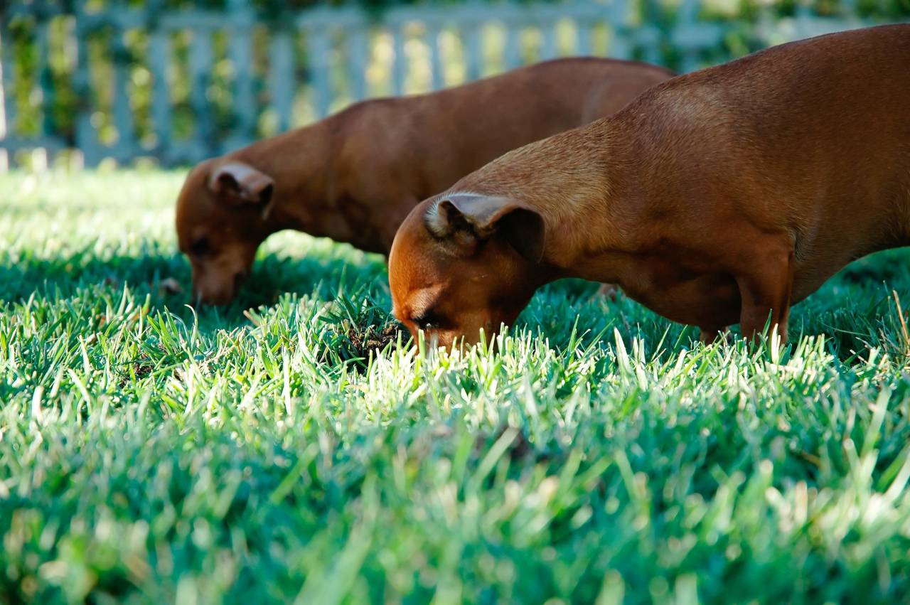 cães, animais, animais de estimação, comer, verde, grama,